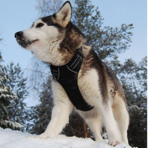 Anti-escape dog harness & leash, soft and comfortable breathable dog vest, reflective in the night, suitable for walking medium and large dogs.