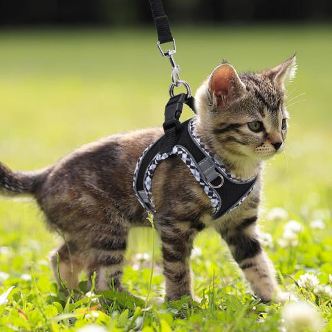 Adjustable Dog and Cat Harness with Leash Reflective Secure Fit, S, Black