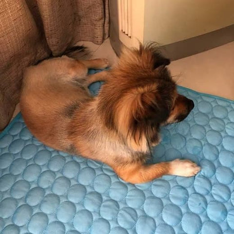 Cooling Mat for Dogs and Cats, 100×70cm XL, Blue, Breathable, Several Colors Available