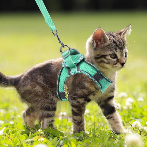 1x Adjustable Pet Harness with Reflector and Leash for Cat and Dog, Soft Comfortable Vest Design Anti-Escape, S Green