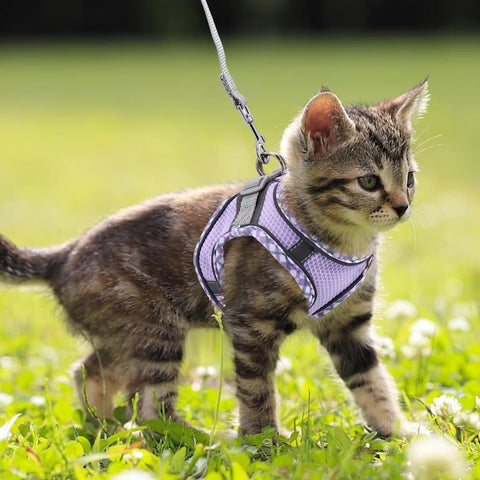 Adjustable Pet Harness with Reflector and Leash for Cats and Dogs, Soft Comfortable Vest Design Anti-Escape, M, Purple