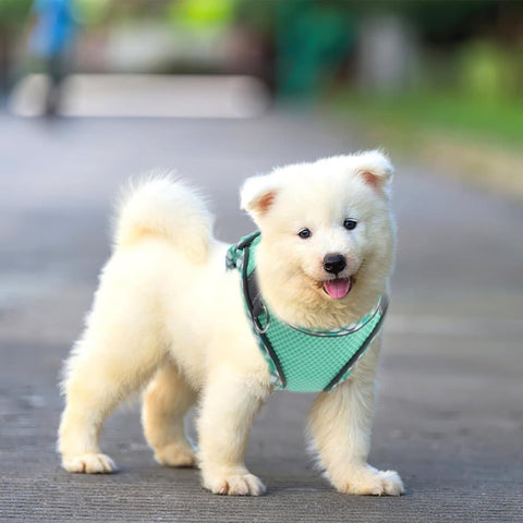 1 Adjustable Pet Harness with Reflector and Leash for Cat and Dog, Soft Comfortable Vest Design Anti-Escape, L, Green