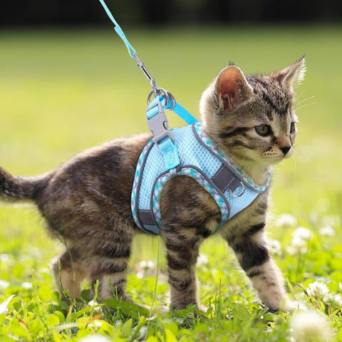 1 Adjustable Pet Harness with Reflector and Leash for Cat and Dogs, Soft Comfortable Vest Design Anti-Escape, L Light Blue