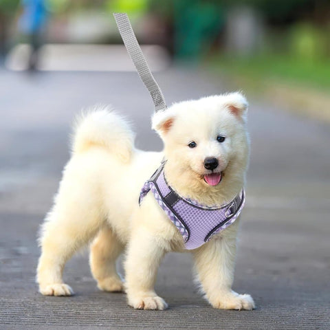 1 Adjustable Pet Harness with Reflector and Leash for Cat and Dog, Soft Comfortable Vest Design Anti-Escape, XS Purple