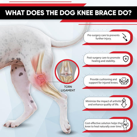 Dog Knee Brace Dog Brace Hind Leg Dog Knee Brace with Extra Collar and Support Treats Kneecap Dislocation Arthritis（S）
