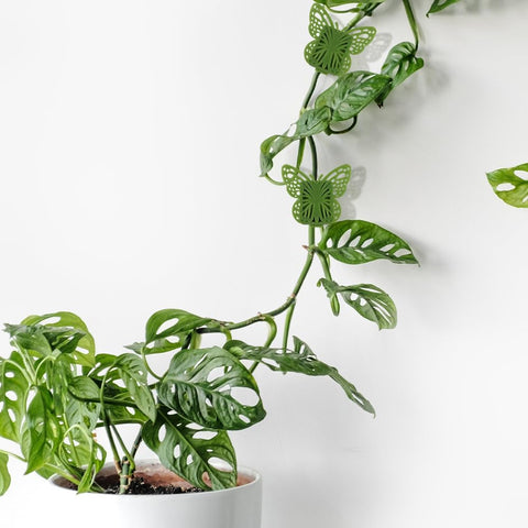 30 Green Butterfly Leaf Plant Clips Invisible Wall Plant Support Hooks Vinyl Cross Brackets for Indoor Outdoor Climbing Plants