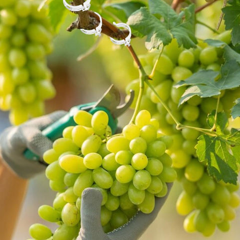 Secured Plastic Plant Clip, 2024 New Plant Support Clips for Climbing Plants, Portable Garden Plant Support Clips Plastic Tomato Grape Vine Vegetables Plant Clips (100, White)