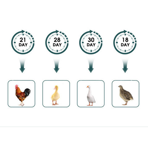 Digital Led Fully Automatic 25 Egg Incubator Hatch Turning Chicken Eggs Poultry