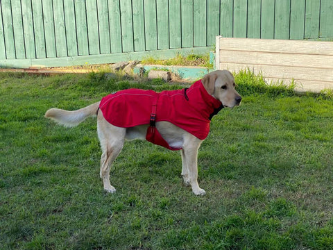 Pet Dog Raincoat Poncho Jacket Windbreaker Waterproof Clothes with Harness Hole-M-Black