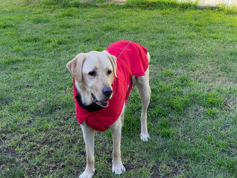 Pet Dog Raincoat Poncho Jacket Windbreaker Waterproof Clothes with Harness Hole-XXL-Red