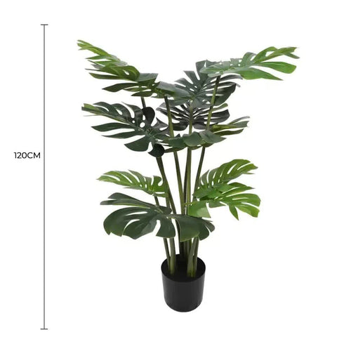 Split Philodendron Monstera Deliciosa (Split Leaf) 120cm
