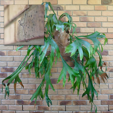 5 Pack 76mm (3") Brick Hooks - Wall Clips Hangers For Pictures Pot Plants