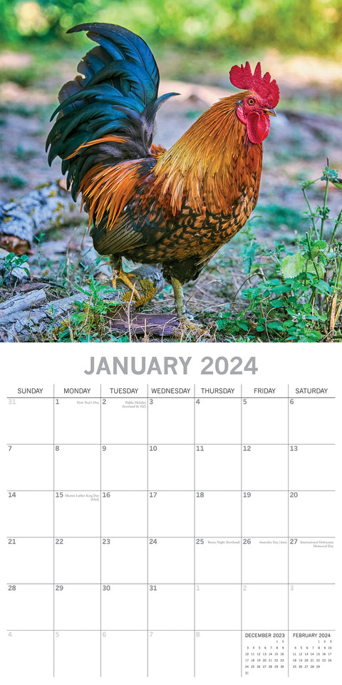 Chickens - 2024 Square Wall Calendar Pets Animals 16 Months Premium Planner Gift