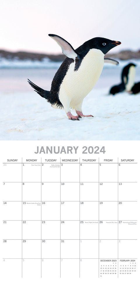 Penguins - 2024 Square Wall Calendar Pets Animals 16 Month New Year Gift Planner