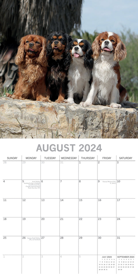 Cavalier King Charles Spaniels - 2024 Square Wall Calendar Dog 16 Months Planner