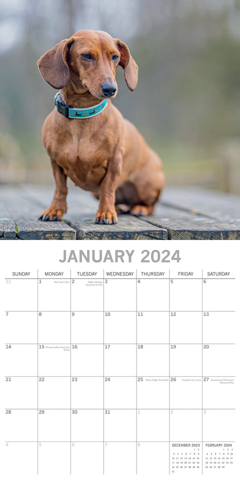 Dachshunds 2024 Square Wall Calendar Pets Dog 16 Months Premium Planner New Year